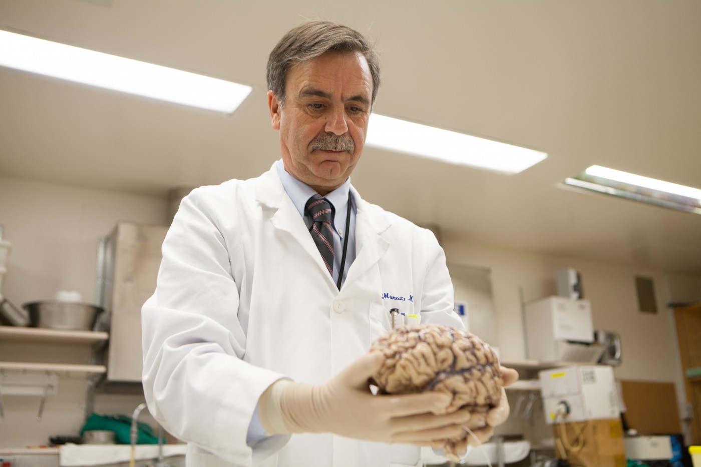 A researcher in a lab holding and studying a human brain