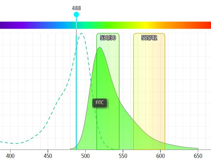 Figure 1: When excited by a 488nm laser, FITC emits a broad spectrum of wavelengths (filled green peak) varying from “green” which we measure as a true FITC signal at 530nm (530/30 bandpass filter shown) to yellow/orange light which spills into the PE detector (here the 585/42 bandpass filter).